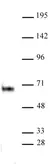 Anti Human ELK-1 Antibody thumbnail image 2