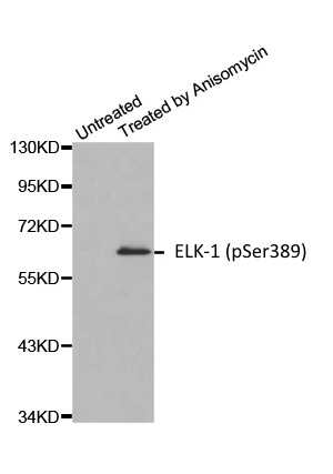 Anti ELK-1 (pSer389) Antibody gallery image 1