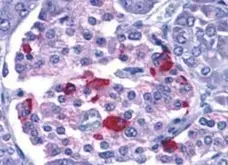 Anti Endonuclease G Antibody gallery image 1