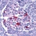 Anti Endonuclease G Antibody thumbnail image 1