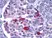 Anti Endonuclease G Antibody thumbnail image 1