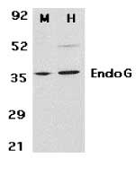 Anti Endonuclease G Antibody gallery image 2