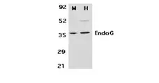 Anti Endonuclease G Antibody gallery image 2