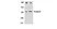 Anti Endonuclease G Antibody thumbnail image 2