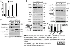 Anti Endonuclease G Antibody gallery image 4