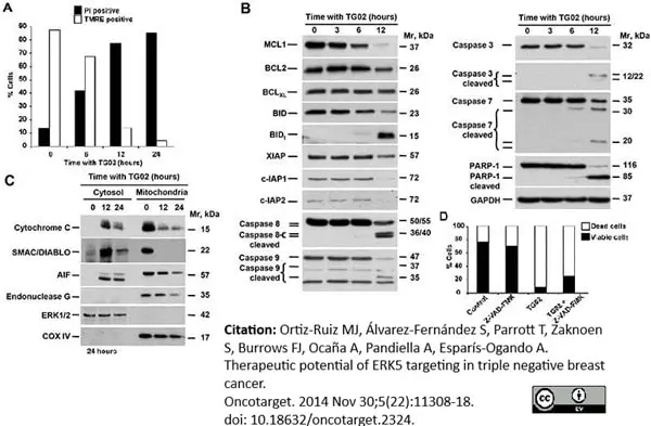 Anti Endonuclease G Antibody gallery image 4