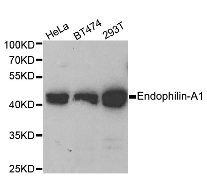 Anti ENDOPHILIN-A1 Antibody gallery image 1