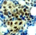 Anti ERK1 (pThr202) Antibody thumbnail image 2
