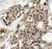 Anti ERK1 (pTyr204) Antibody thumbnail image 2