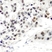Anti Estrogen Receptor Alpha (pSer106) Antibody thumbnail image 2