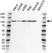 Anti EXPORTIN-1 Antibody (PrecisionAb Polyclonal Antibody) thumbnail image 1