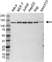 Anti EXPORTIN-5 Antibody (PrecisionAb Polyclonal Antibody) thumbnail image 1