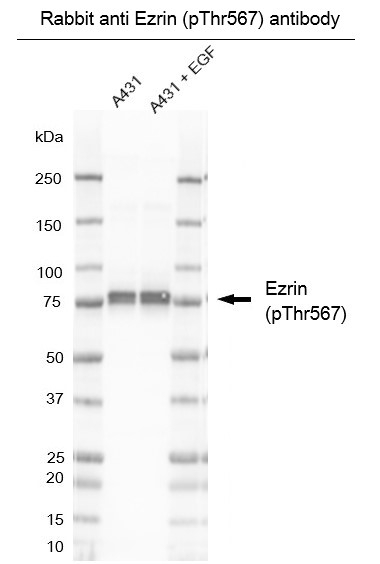 Anti Ezrin (pThr567) Antibody gallery image 2