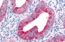 Anti Human FAP Alpha Antibody gallery image 1