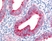 Anti Human FAP Alpha Antibody thumbnail image 1