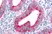Anti Human FAP Alpha Antibody thumbnail image 1