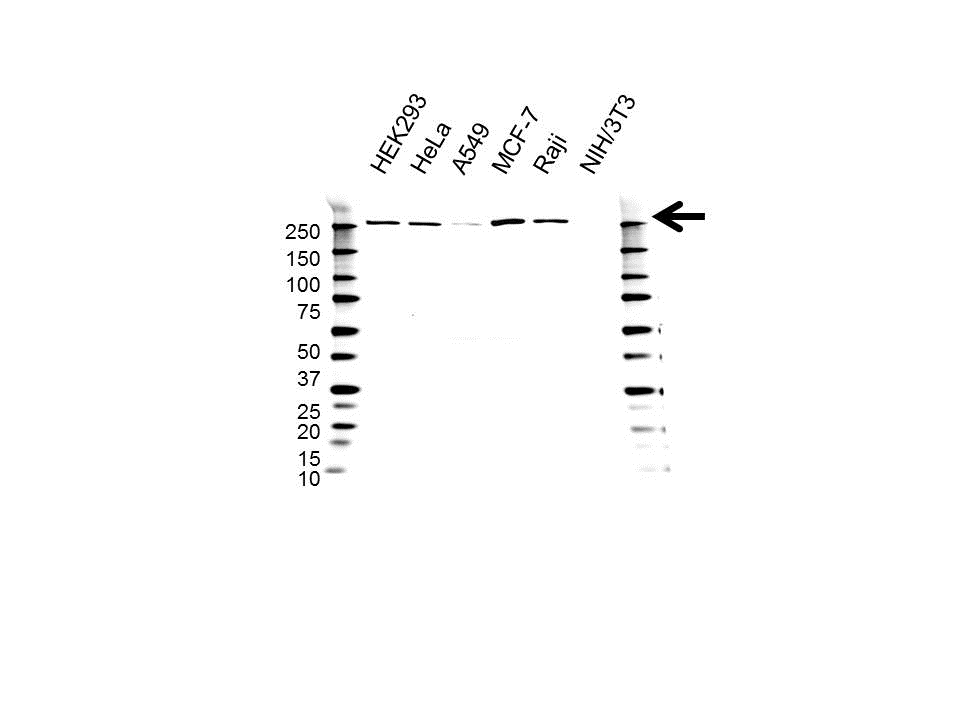 Anti Fatty Acid Synthase Antibody (PrecisionAb Polyclonal Antibody) gallery image 1