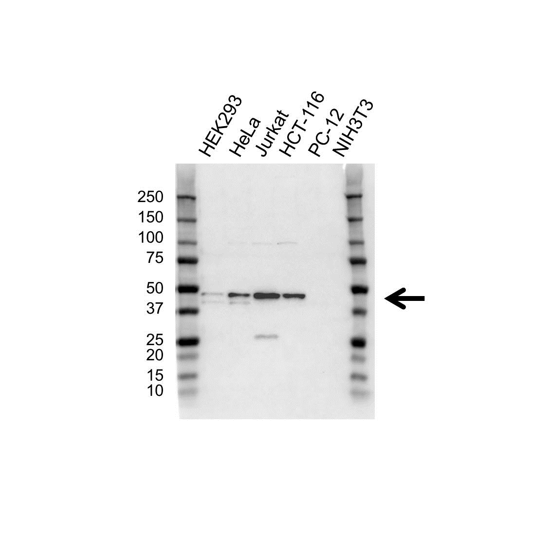 Anti FEN1 Antibody (PrecisionAb Polyclonal Antibody) gallery image 1