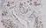 Anti Human FGF Basic Antibody thumbnail image 1