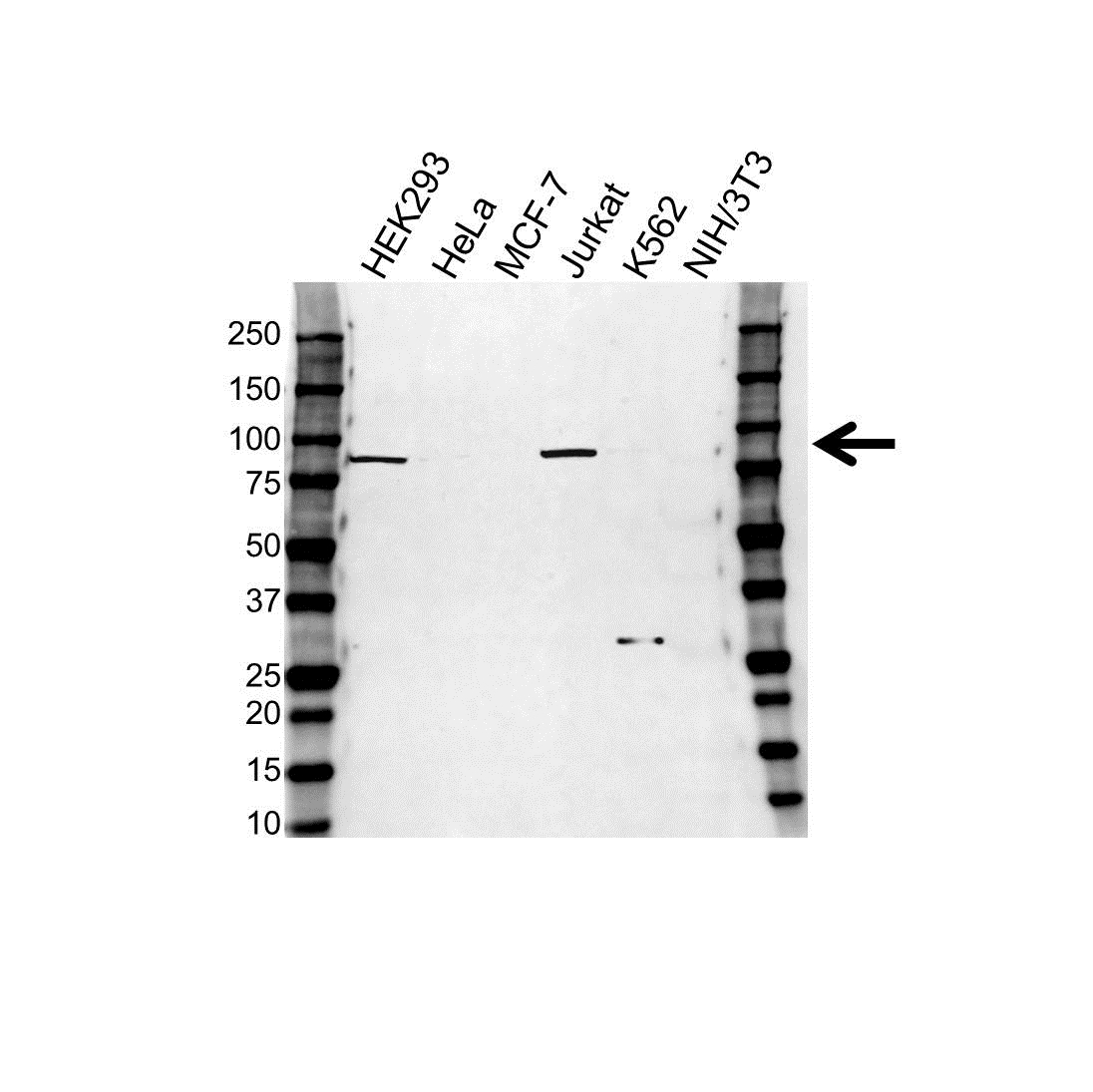 Anti FGFR2 Antibody (PrecisionAb Polyclonal Antibody) gallery image 1