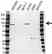 Anti FGFR2 Antibody (PrecisionAb Polyclonal Antibody) thumbnail image 1