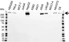 Anti Fibronectin Antibody (PrecisionAb Polyclonal Antibody) gallery image 1