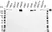 Anti Fibronectin Antibody (PrecisionAb Polyclonal Antibody) thumbnail image 1