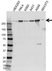 Anti FILAMIN-B Antibody (PrecisionAb Polyclonal Antibody) thumbnail image 1