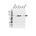 Anti FIP1L1 Antibody (PrecisionAb Polyclonal Antibody) thumbnail image 1