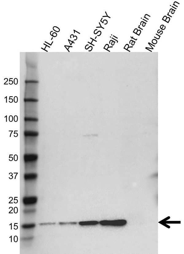 Anti FKBP1A Antibody (PrecisionAb Polyclonal Antibody) gallery image 1