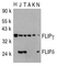 Anti FLIP Gamma/Delta Antibody (PrecisionAb Polyclonal Antibody) thumbnail image 3