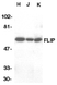 Anti Human FLIP L (C-Terminal) Antibody thumbnail image 1