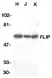 Anti Human FLIP L (C-Terminal) Antibody thumbnail image 1