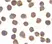 Anti Human FLIP L (C-Terminal) Antibody thumbnail image 2