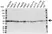 Anti Flotillin-1 Antibody (PrecisionAb Polyclonal Antibody) thumbnail image 1