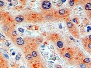 Anti Human Furin (aa553-565) Antibody gallery image 1