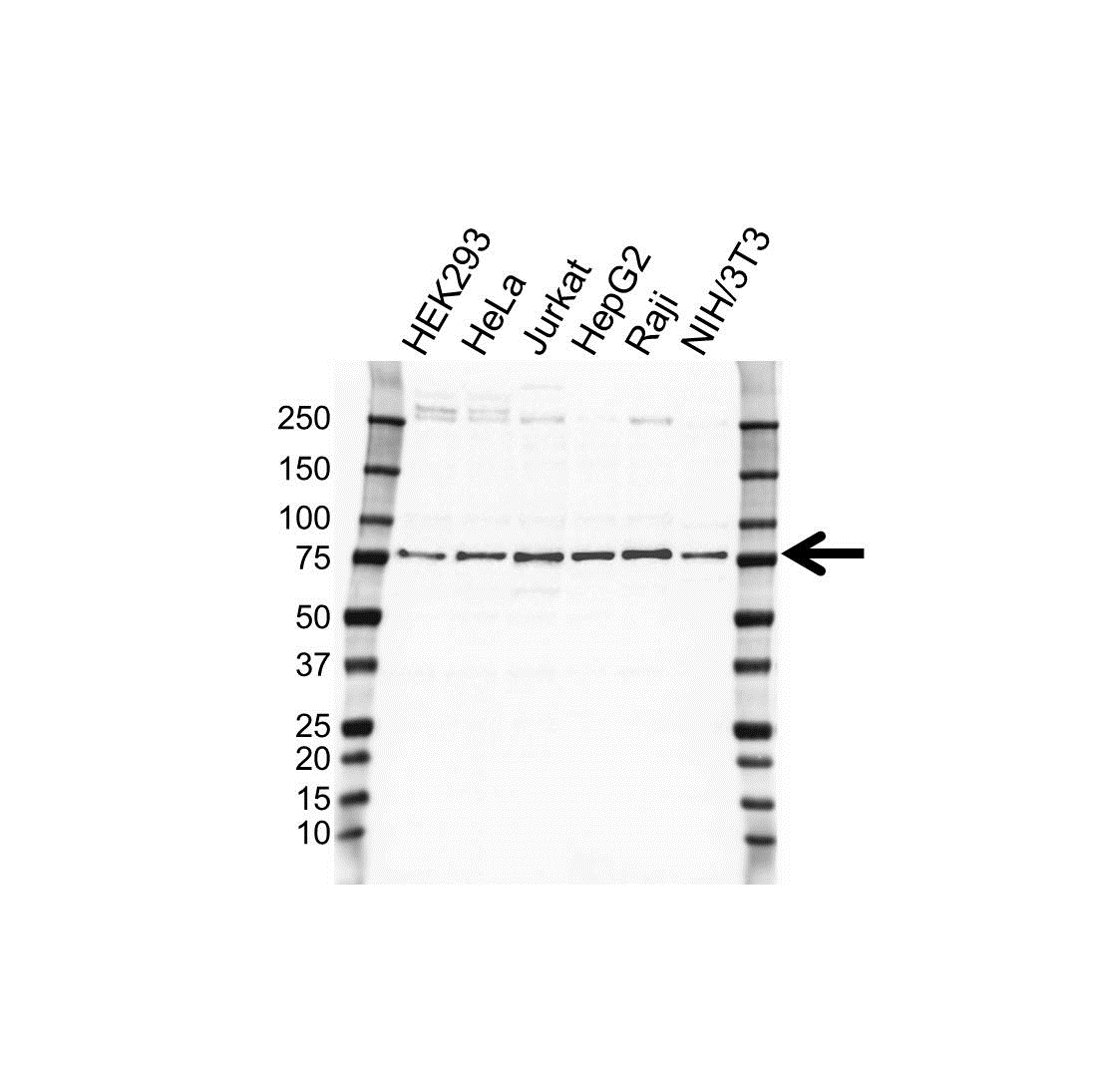 Anti FUSE-Binding Protein 1 Antibody (PrecisionAb Polyclonal Antibody) gallery image 1