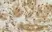Anti Human G-CSF Antibody thumbnail image 2