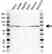 Anti G3BP1 Antibody (PrecisionAb Polyclonal Antibody) thumbnail image 1