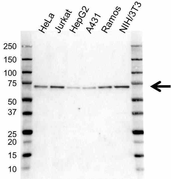 Anti G3BP1 Antibody (PrecisionAb Polyclonal Antibody) gallery image 1