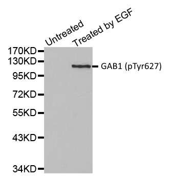 Anti GAB1 (pTyr627) Antibody gallery image 1