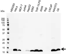 Anti Galectin-1 Antibody (PrecisionAb Polyclonal Antibody) gallery image 1