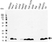 Anti Galectin-1 Antibody (PrecisionAb Polyclonal Antibody) thumbnail image 1