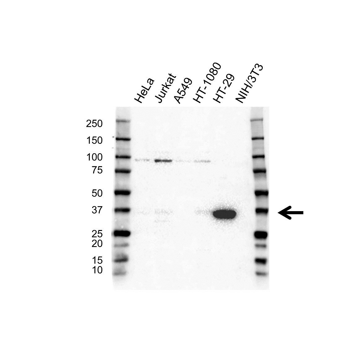 GALECTIN-4 Antibody (PrecisionAb Antibody)|VPA00521