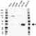 Anti GALECTIN-4 Antibody (PrecisionAb Polyclonal Antibody) thumbnail image 1