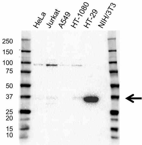 Anti GALECTIN-4 Antibody (PrecisionAb Polyclonal Antibody) gallery image 1