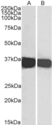 Anti Human GAPDH (C-Terminal) Antibody thumbnail image 1