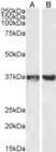 Anti Human GAPDH (C-Terminal) Antibody thumbnail image 2