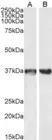 Anti Human GAPDH (C-Terminal) Antibody thumbnail image 2