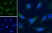 Anti Human GAPDH (C-Terminal) Antibody thumbnail image 3